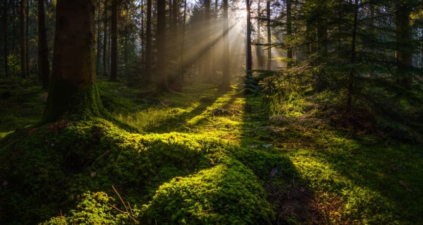 Metsäelämys | Tampere