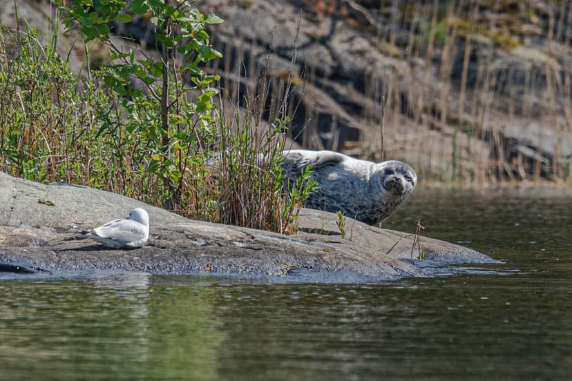 Norpparetki ekopaatilla | Puumala