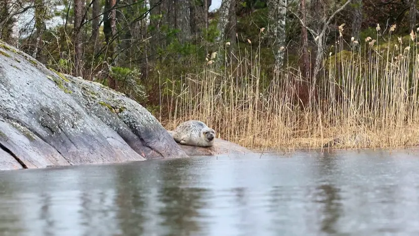 Norpparetki ekopaatilla kolmelle | Puumala