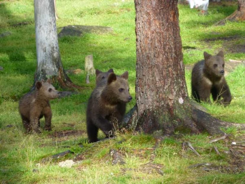 Karhuyö Martinselkosessa | Suomussalmi