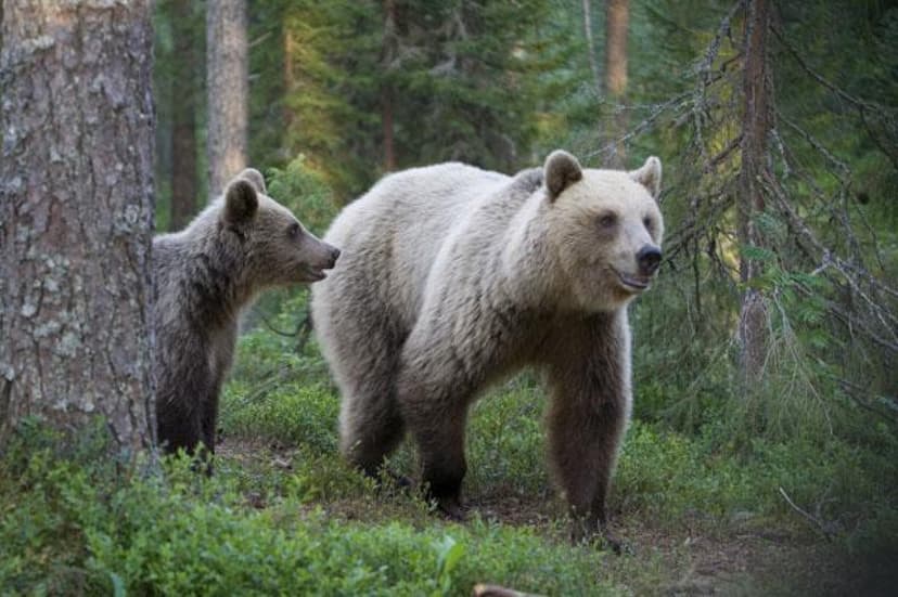 Yö petojen mailla | Kuhmo
