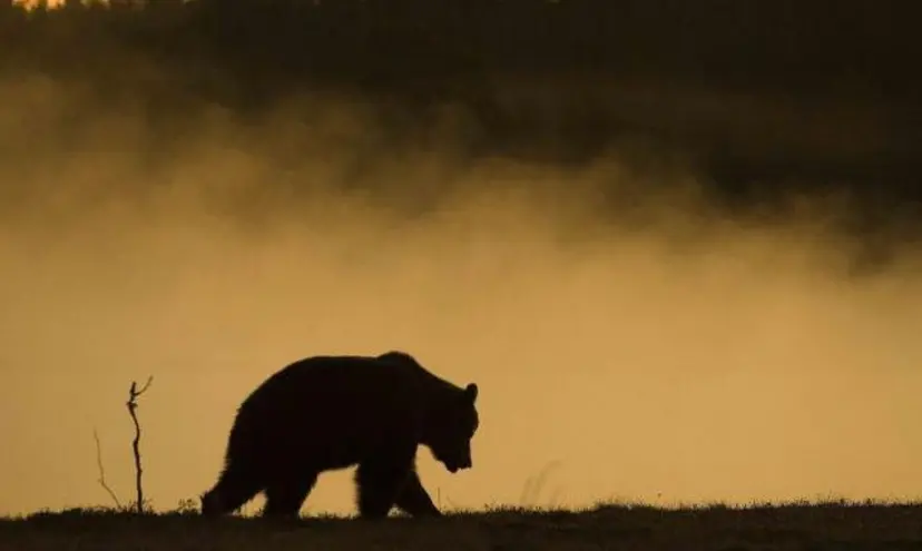 Iltaretki karhukojulle (2:lle) | Suomussalmi