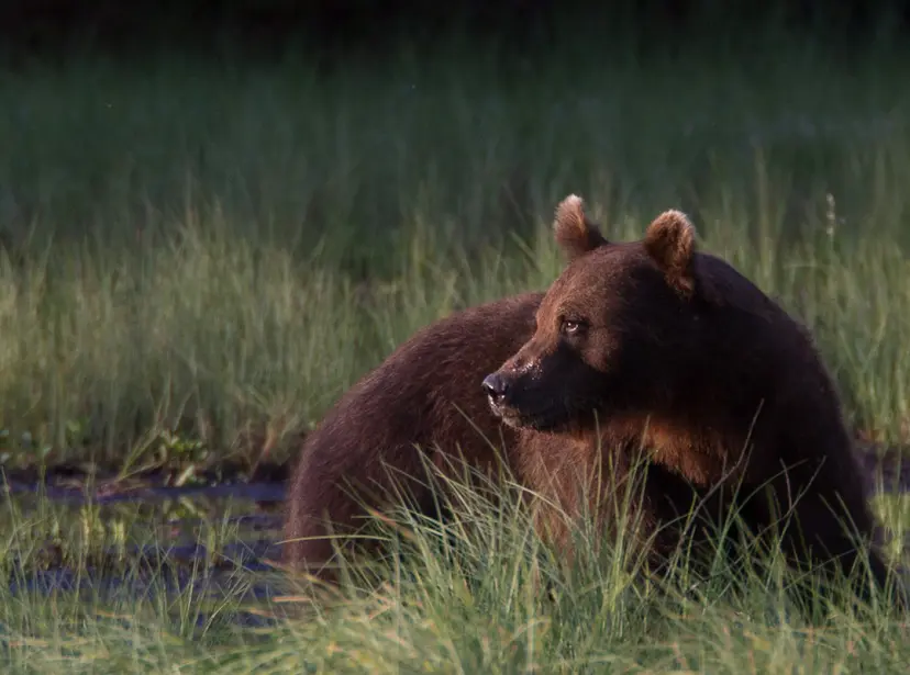 Karhujen iltakatselu | Kuusamo
