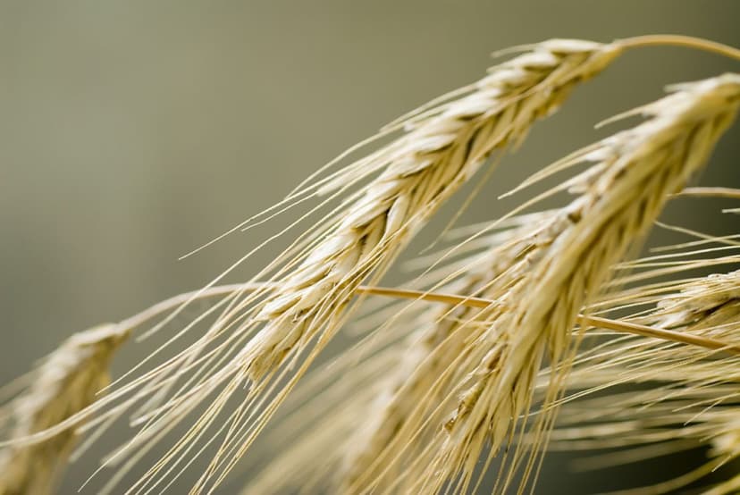 Olutkurssi | Helsinki