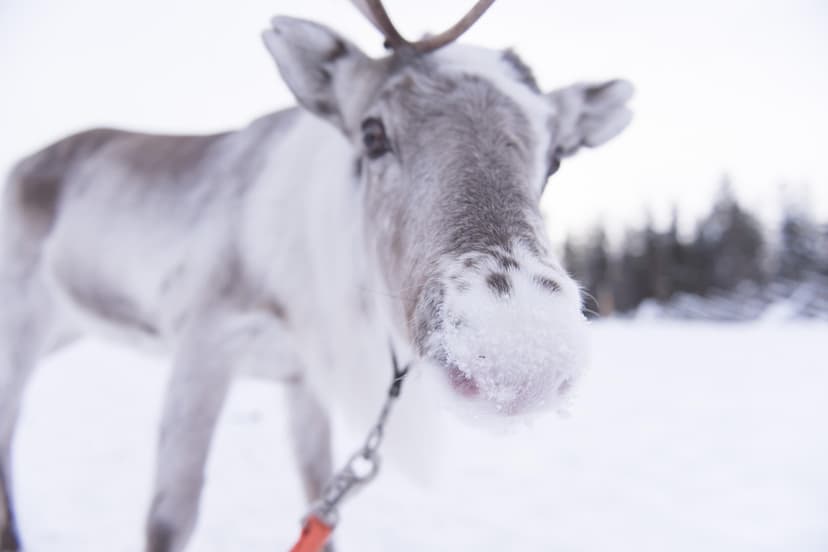 Porosafari kahdelle | Rovaniemi