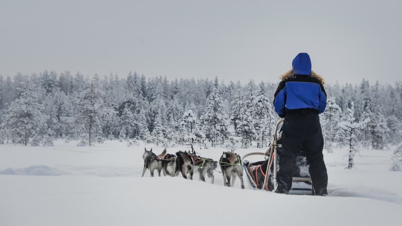 Vierailu huskyfarmilla ja huskysafari kahdelle | Rovaniemi