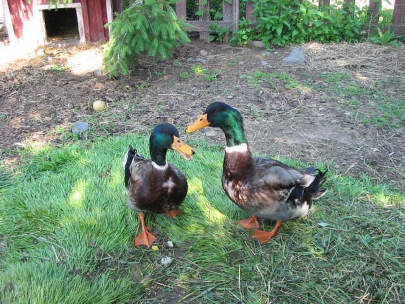 Ilolan maatilan perheloma puolihoidolla | Valkeakoski