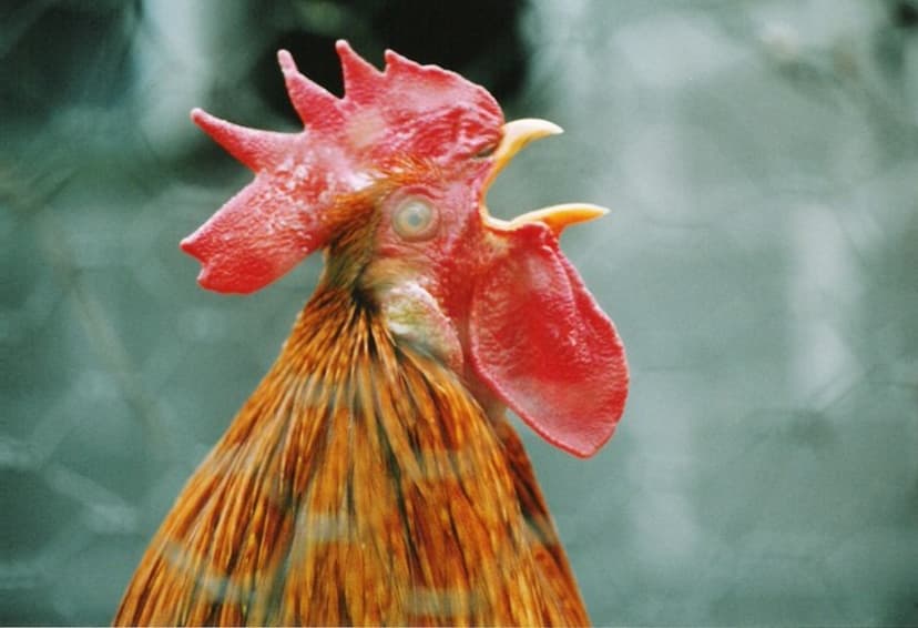 Aamiaismajoituspaketti perheelle maatilalla | Valkeakoski