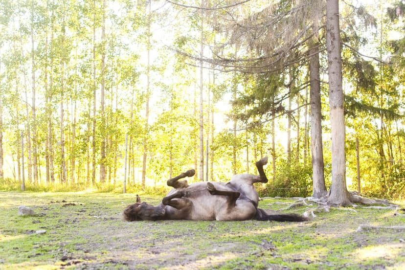 Kahden tunnin köpöttelyvaellus Issikalla | Järvenpää