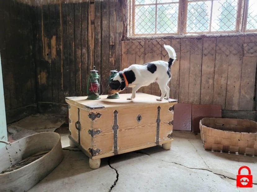 DOGescape koirapakopeli 2-4:lle - Hevoslääkärin resepti | Nummela