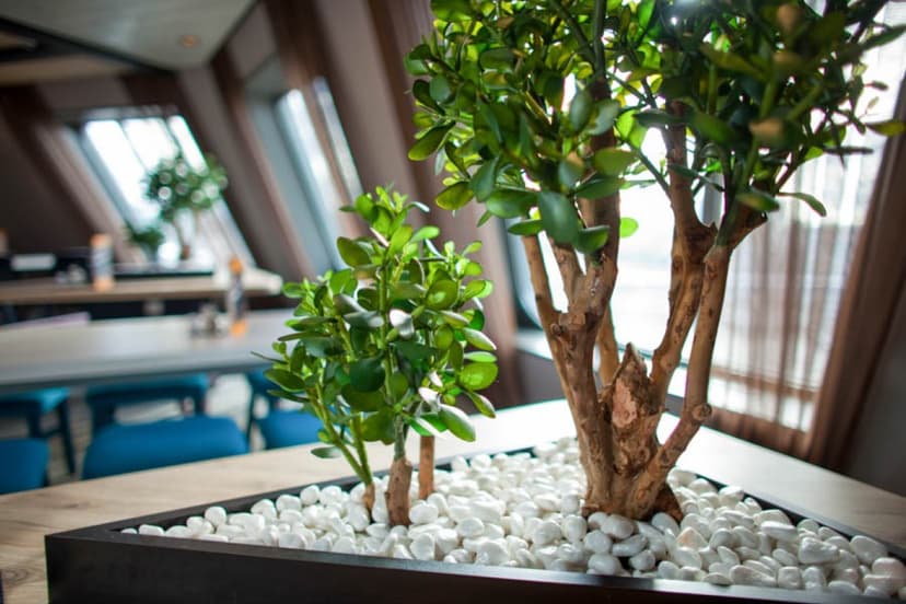 Viherviisikko -lahjakortti 100 € | Online