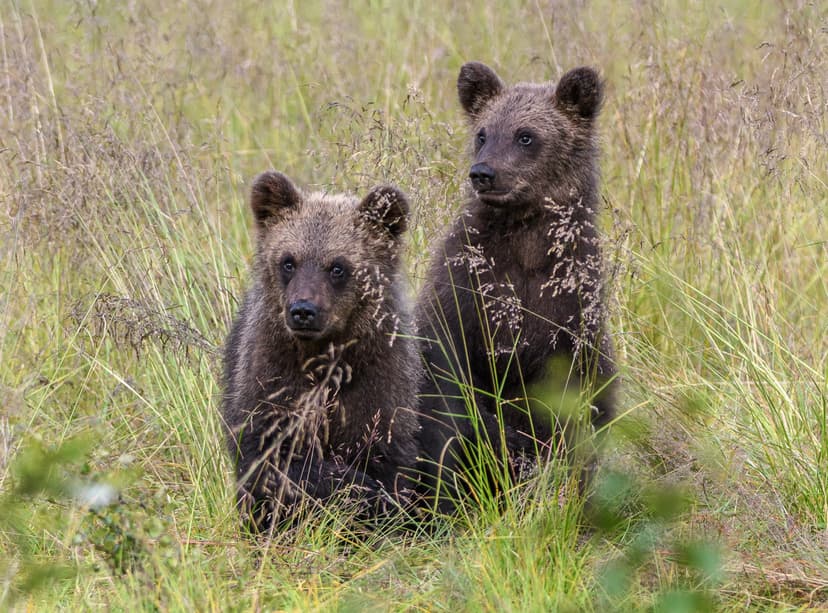 Karhujen yökatseluretki | Kuusamo