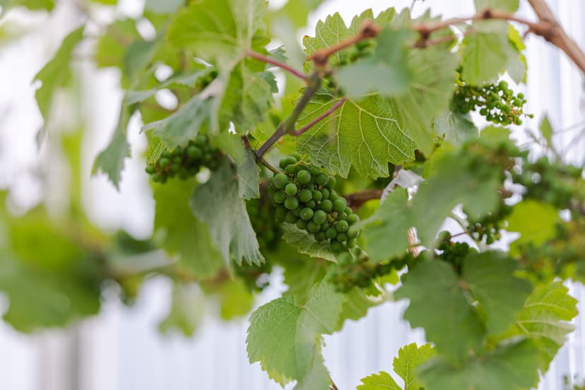 Cabarnet Sauvignon -viiniköynnös vuodeksi | Nauvo