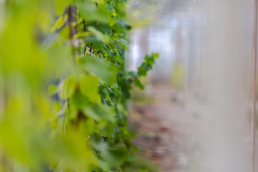 Noble rot jalohomeinen Riesling -viiniköynnös vuodeksi | Nauvo