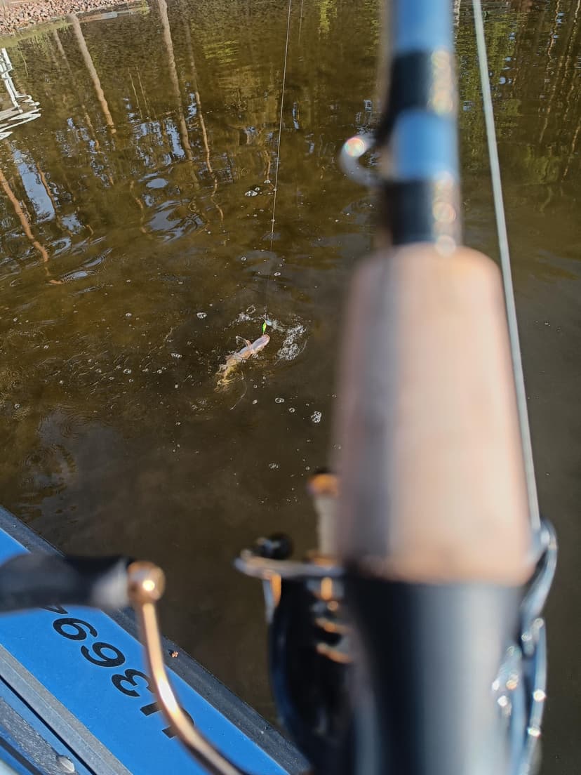 Avoin lahjakortti 50 € - Chill Out Fishing | Kemiönsaari | Sauvo | Salo | Parainen