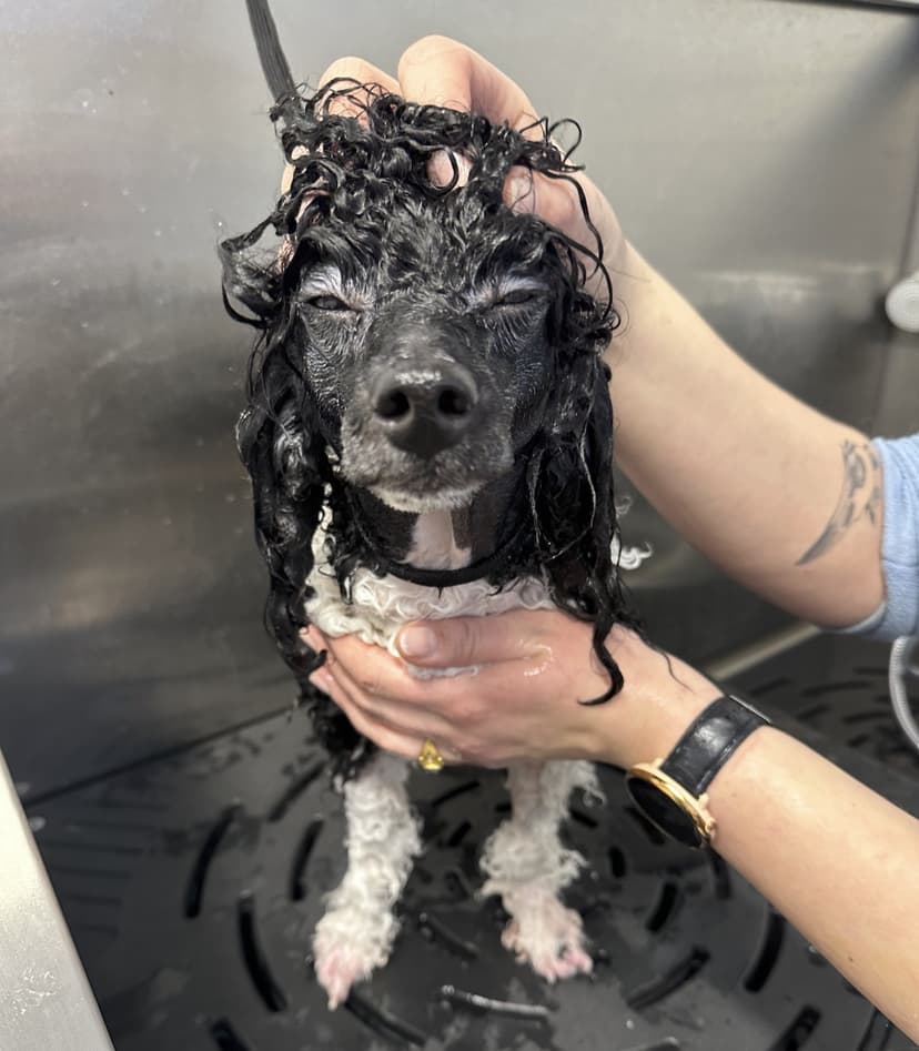 Parhaan ystävän spa -hoitopaketti (pieni frendi 6-10 kg) | Salo