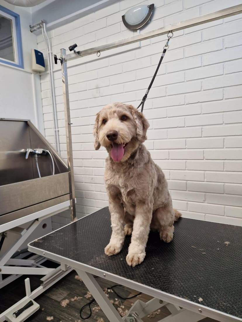 Parhaan ystävän spa -hoitopaketti (iso ystävä 26-35 kg) | Salo