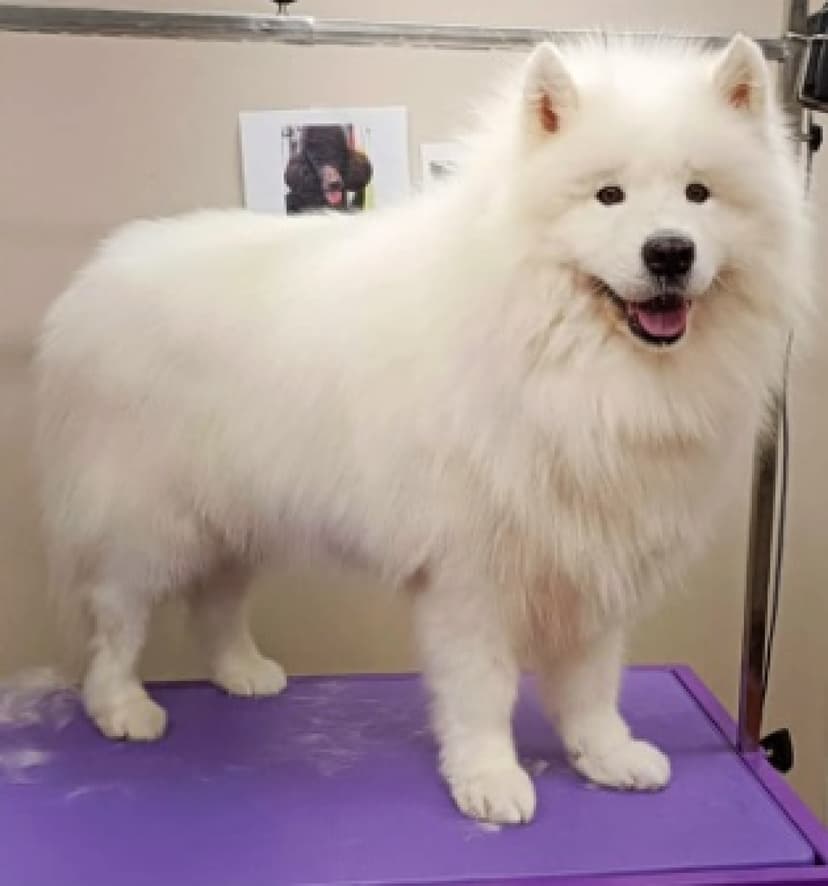 Parhaan ystävän spa -hoitopaketti (jätti kaveri yli 35 kg) | Salo