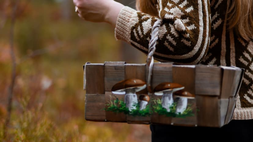 Sieniretki 2-20:lle | Pääkaupunkiseutu