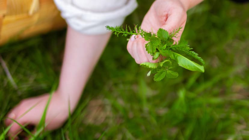 Villiyrttiretki 2-20:lle | Pääkaupunkiseutu