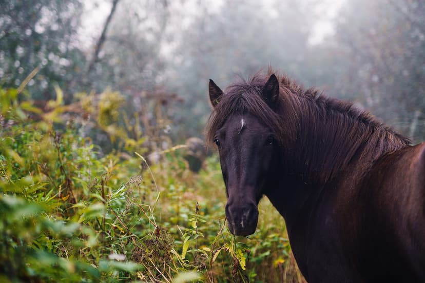 Ohjattu yksityinen ratsastusretki islanninhevosella 2h | Pertunmaa