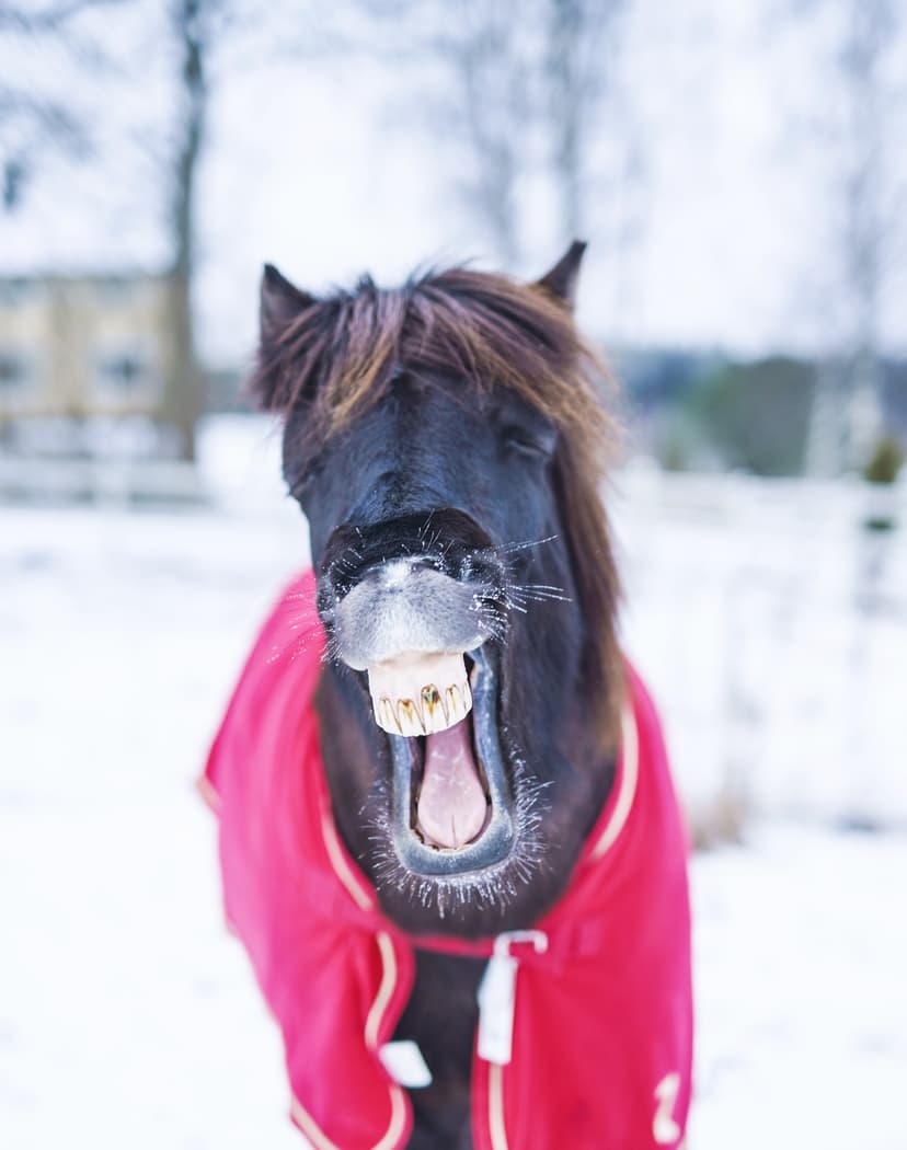 Ohjattu yksityinen ratsastusretki islanninhevosella 3h | Pertunmaa