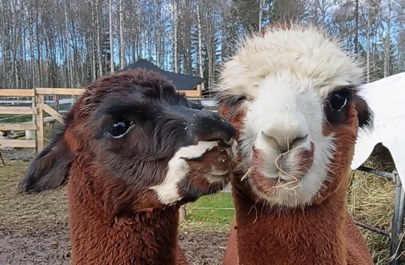 Majoitus eläinten ympäröimänä 2 yöksi kahdelle | Kokkola