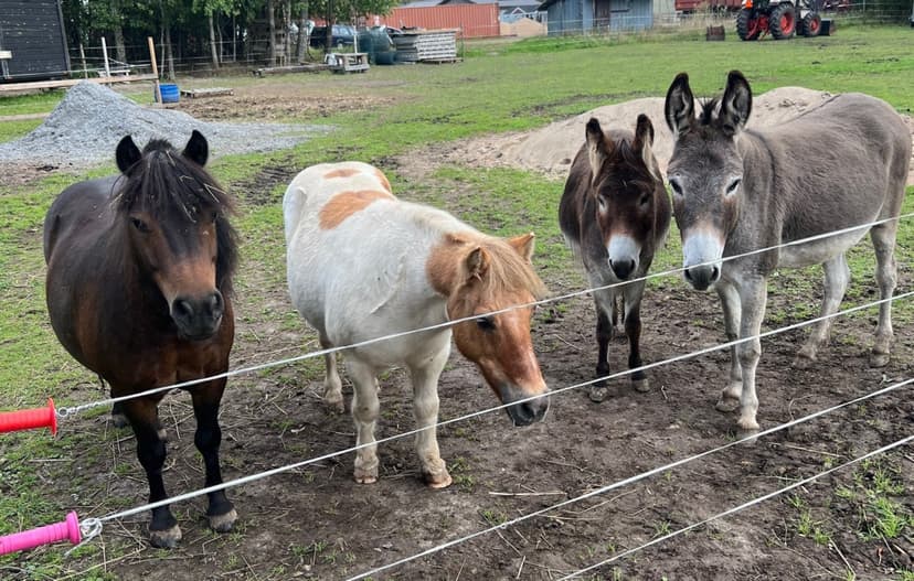Majoitus Glamping-teltassa eläinten ympäröimänä 2 yöksi neljälle | Kokkola