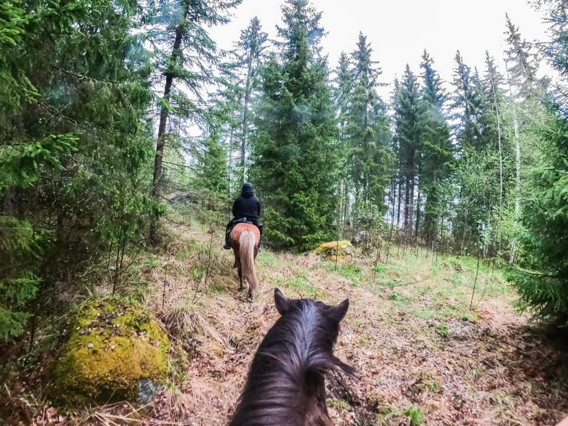 Ohjattu yksityinen ratsastusretki islanninhevosella 4h (2hlö) + pieni eväs | Pertunmaa
