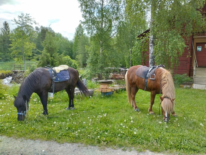 Ohjattu yksityinen ratsastusretki islanninhevosella 3h (3hlö) | Pertunmaa