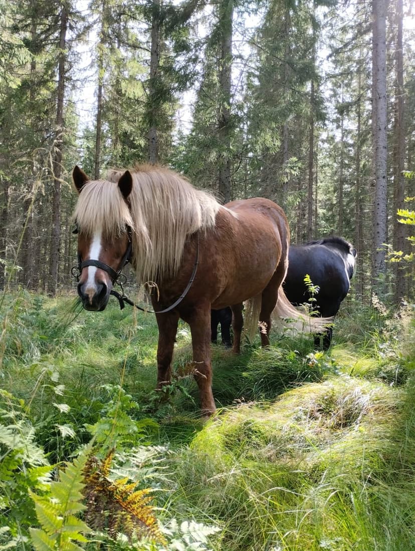 Ohjattu yksityinen ratsastusretki islanninhevosella 4h (3hlö) + pieni eväs | Pertunmaa